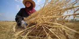 النساء والزراعة في فلسطين 