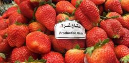 استيراد منتجات زراعية من غزة 