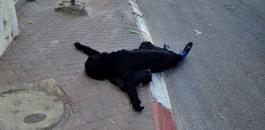 اعدام سيدة فلسطينية على حاجز الزعيم 