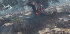 اندلاع حريق في 100 شجرة زيتون في كفر دان