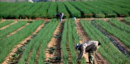 المزارع في غلاف غزة 