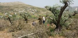 مستوطنون يقطعون 100 شجرة زيتون في بورين جنوب نابلس