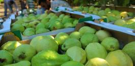 تصدير الجوافة الى الأردن 