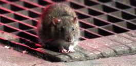 الفئران وفيروس كورونا 