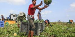 زراعة البطيخ في غزة 