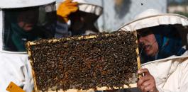 عدد خلايا النحل في فلسطين 