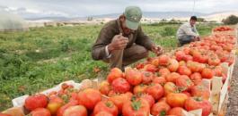  اسرائيل تعفي الطماطم من الجمارك