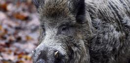 هجوم لقطيع من الخنازير في اميركا 