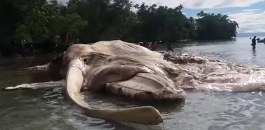 giant-sea-creature-washes-ashore