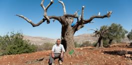 مستوطنون يقطعون 20 شجرة زيتون في بلدة المغير برام الله 