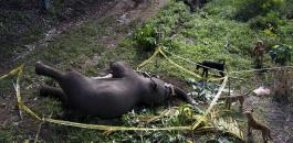 السلطات الهندية تقتل فيلا أودى بحياة 15 شخصا
