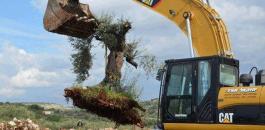 الاحتلال يقتلع 22 شجرة زيتون غرب رام الله 