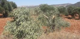 المستوطنون يقطعون اشجار زيتون في نابلس 
