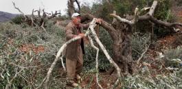 الاحتلال يخطر باقتلاع اشجار زيتون في الأغوار الشمالية