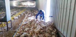 طائر يقتل 1000 دجاجة في سنجل 