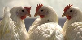 اتلاف طن دجاج غير صالح للاستهلاك في الخليل