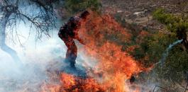 مستوطنون يحرقون أشجار زيتون قرب حاجز حوارة جنوب نابلس