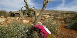اقتلاع اشجار في الضفة الغربية
