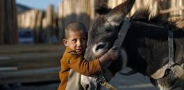 مصر ولعثور على حمير مذبوحة