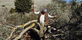 المستوطنون يقطعون اشجار زيتون في بورين