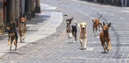كلاب الشوارع