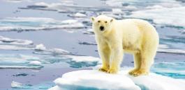 polar-bear_melting-arctic_1medium-960x640.jpg