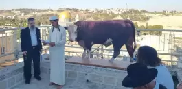 cow al aqsa x.jpg.webp