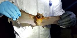 bats_linfawang_wide-10f400fa798ca085c2a839996a379a71ef7b7e97.jpg