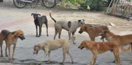 stray-dogs.jpeg