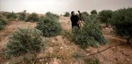 الشهداء في قطاع غزة