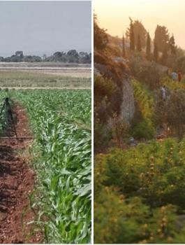 مشاتل المخدرات في الضفة الغربية 