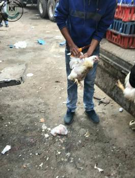 ضبط 700 كيلو دجاج غير صالحة للاستهلاك الآدمي في الخليل