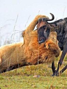 بقرة تهرب  من أسود 