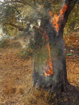 حرق اشجار زيتون في بورين 