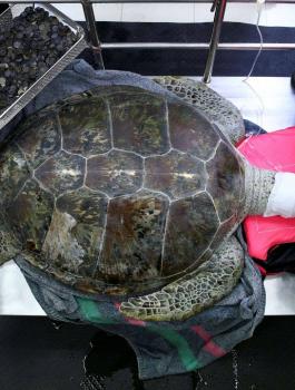 سلحفاة تبتع نقودا 