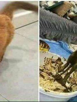 حقيقة اعتقال فلسطيني صبغ القطط بالحناء