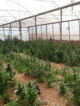 ضبط مخدرات في الخليل 