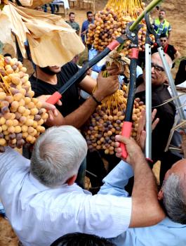 موسم التمور في اريحا 