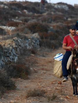 وزارة الزراعة وقطف الزيتون 