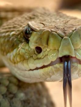 مقتل سيدة بسبب ثعبان 