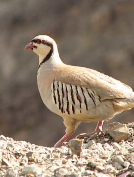 Chukar_Partridge_Leh