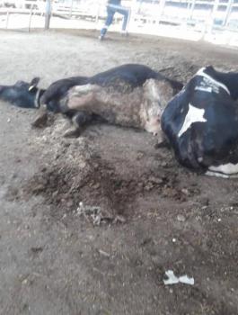 محافظ الخليل وقتلة الابقار 