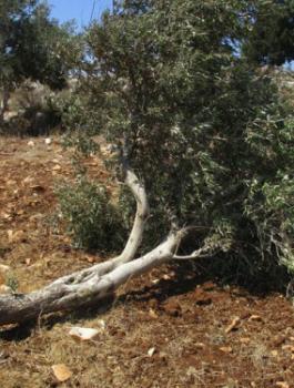 اقتلاع اشجار الزيتون