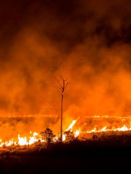 حرائق  الامازون 