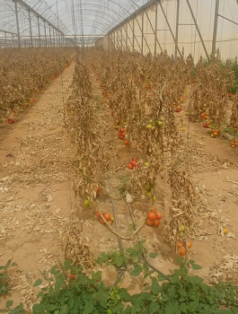 توجيه لائحة اتهام بحق فلسطيني 