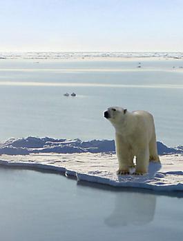 ذوبان القطب الشمالي 