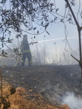 حريق يلتهم مئات الاشجار في الخليل 