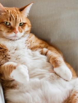 قط سمين وروائح الارجل 