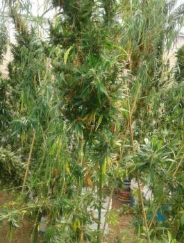 ضبط أكثر من ألف شتلة مخدرات بمزرعة في أريحا