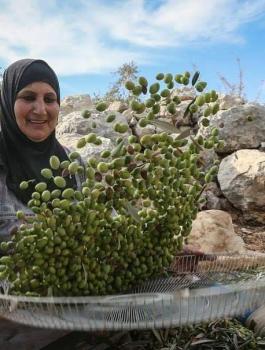 نصاب الزيتون في فلسطين لهذا العام 